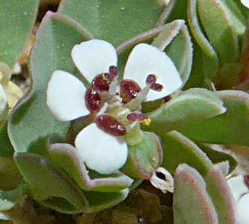 High Resolution Euphorbia albomarginata Flower